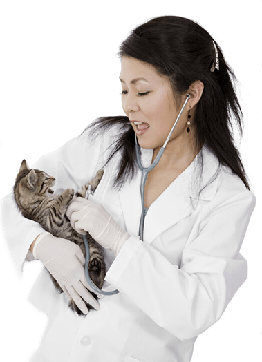 Gardens Veterinary Hospital staff with statoscope holding cat