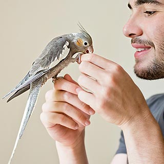 Veterinarian holding gray cockatiel bird in hand
